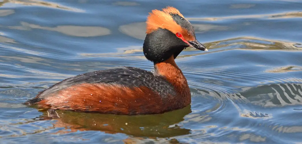 Horned Grebe