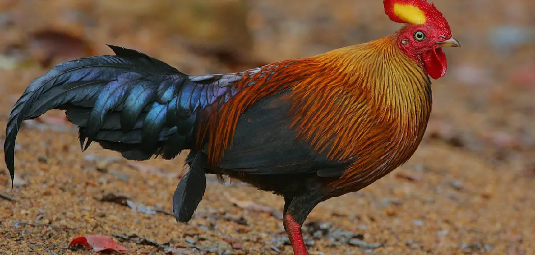 Junglefowl