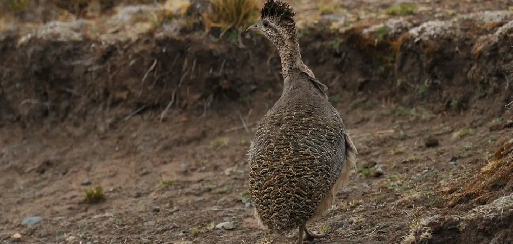 Ornate Tinamou
