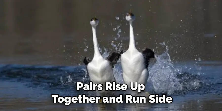Pairs Rise Up
Together and Run Side