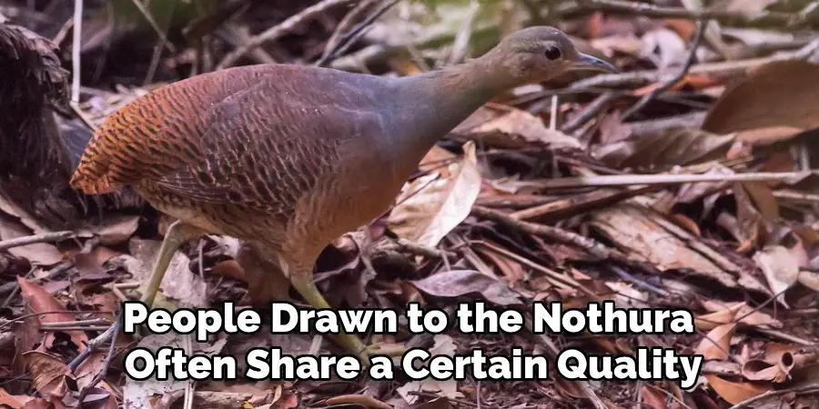 People Drawn to the Nothura
Often Share a Certain Quality