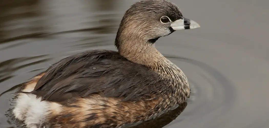 Pied-Billed Grebe
