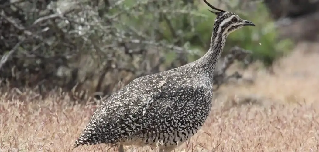 Quebracho Crested Tinamou