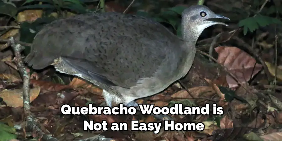 Quebracho Woodland is
 Not an Easy Home