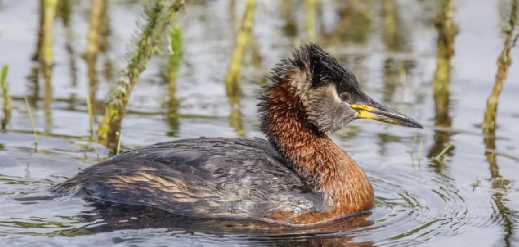 Red-Necked Grebe