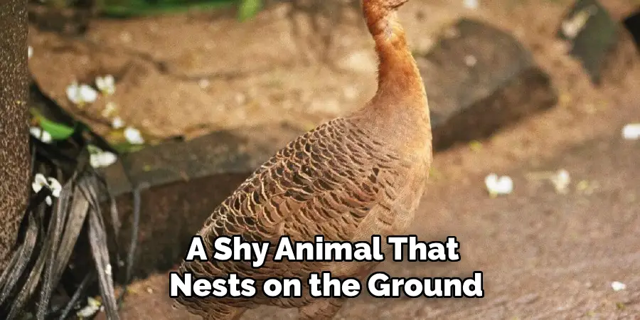 A Shy Animal That Nests on the Ground