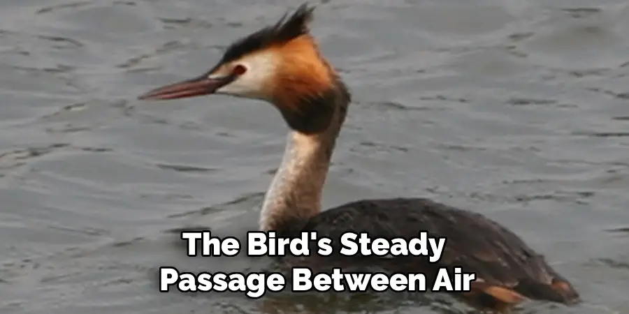 The Bird's Steady
Passage Between Air