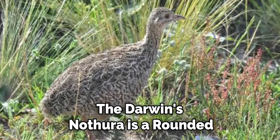 The Darwin's
Nothura is a Rounded
