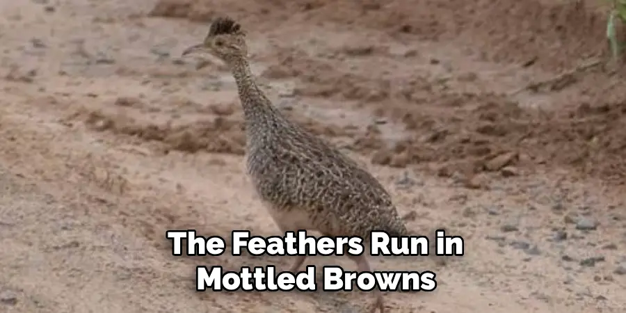 The Feathers Run in
 Mottled Browns 