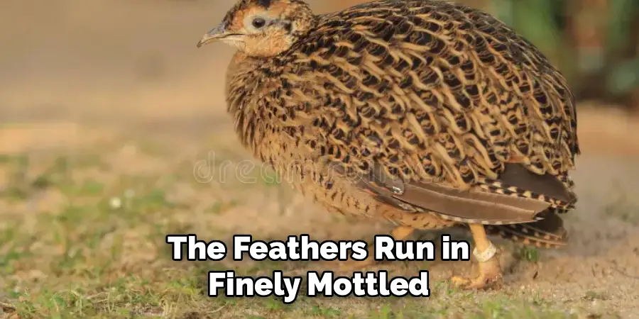 The Feathers Run in
Finely Mottled