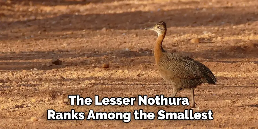 The Lesser Nothura
Ranks Among the Smallest