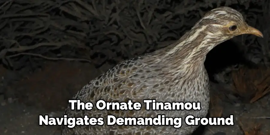 The Ornate Tinamou
Navigates Demanding Ground