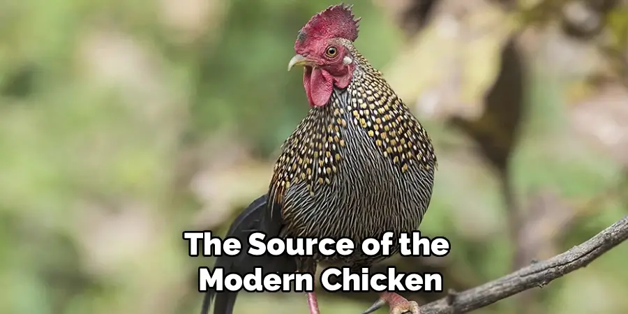 The Source of the Modern Chicken