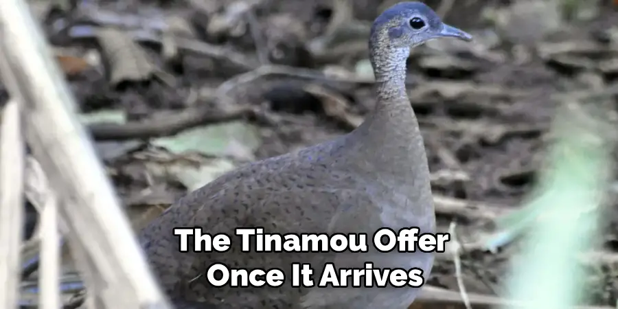The Tinamou Offer
 Once It Arrives
