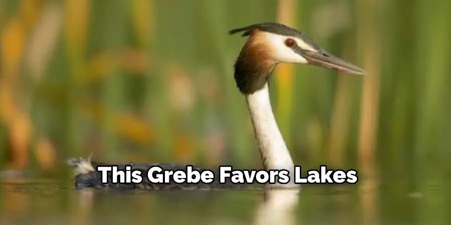 This Grebe Favors Lakes