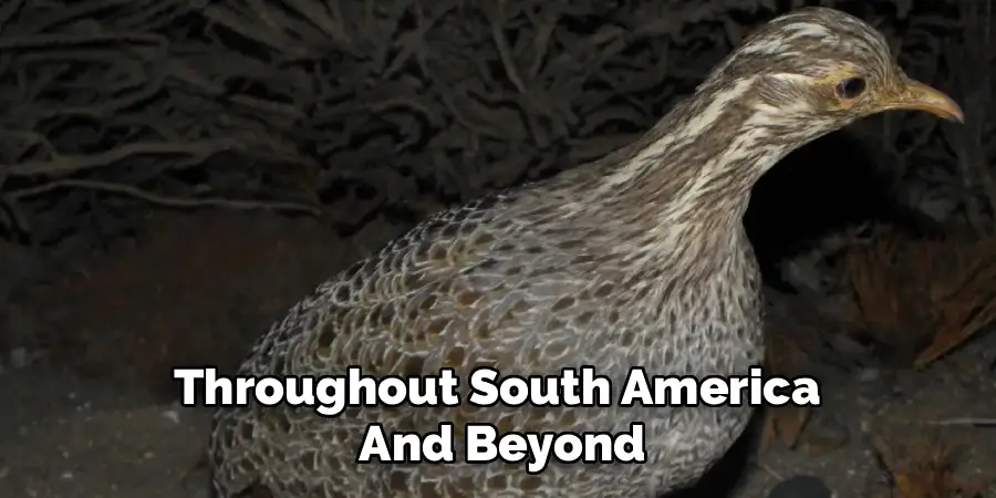 Throughout South America 
And Beyond