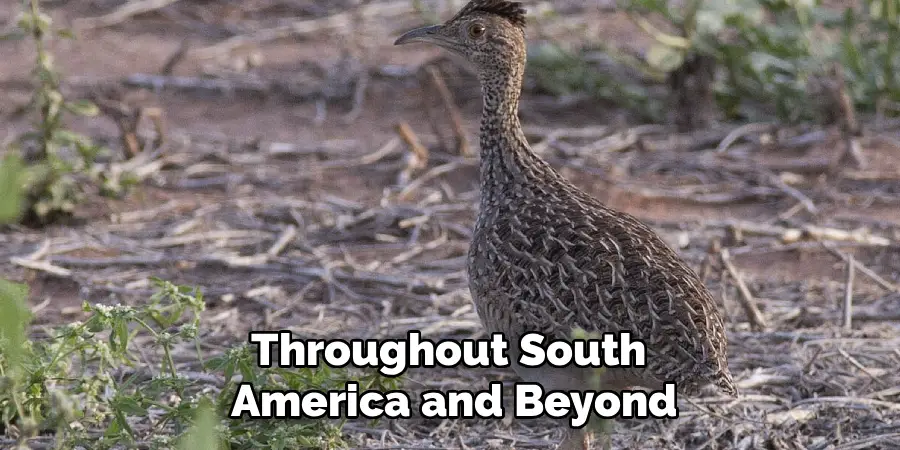 Throughout South 
America and Beyond