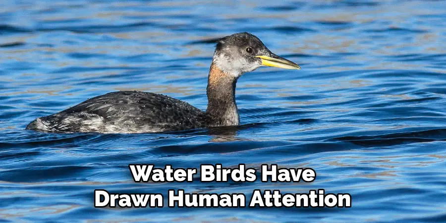 Water Birds Have
Drawn Human Attention