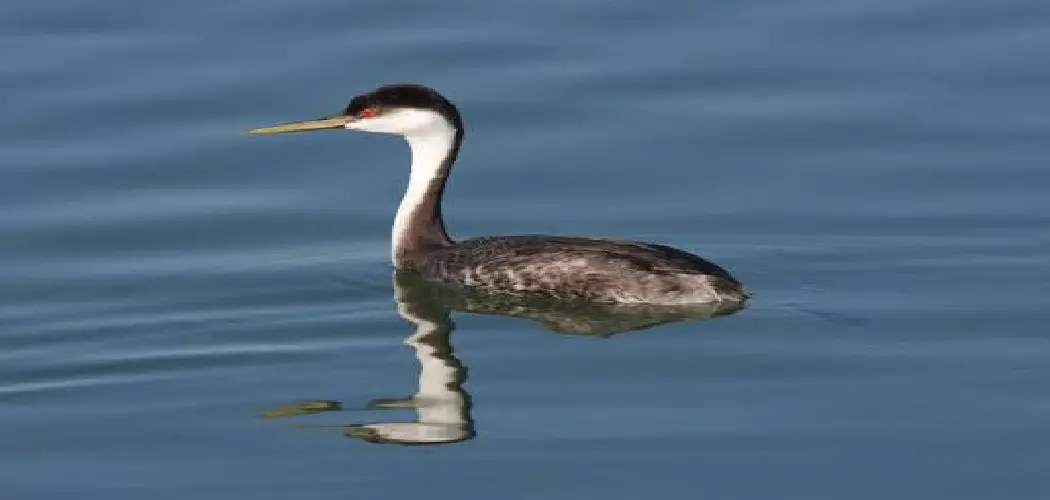 Western Grebe