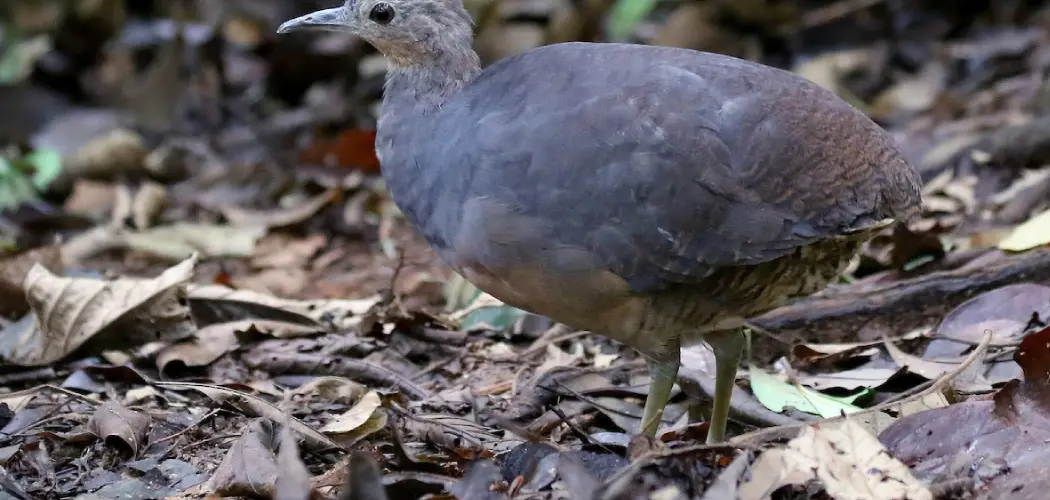 Yellow-Legged Tinamou Meaning