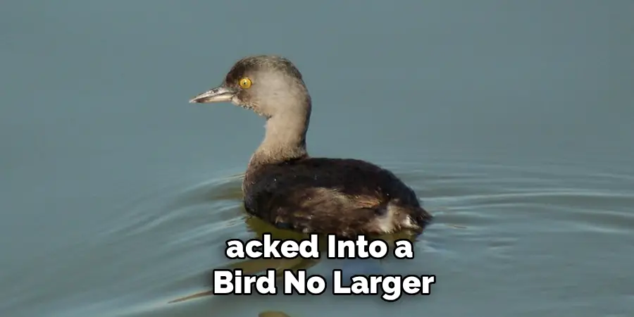 acked Into a
Bird No Larger