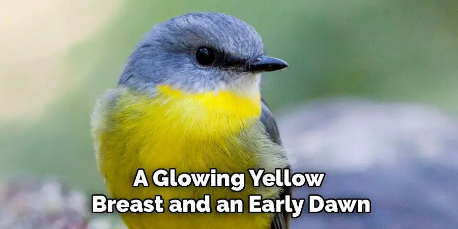 A Glowing Yellow Breast and an Early Dawn