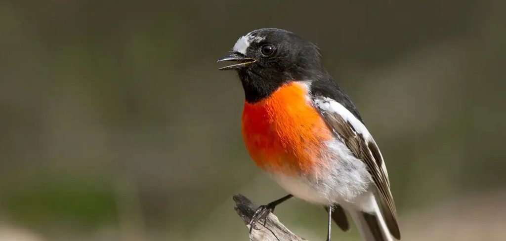 Flame Robin Meaning