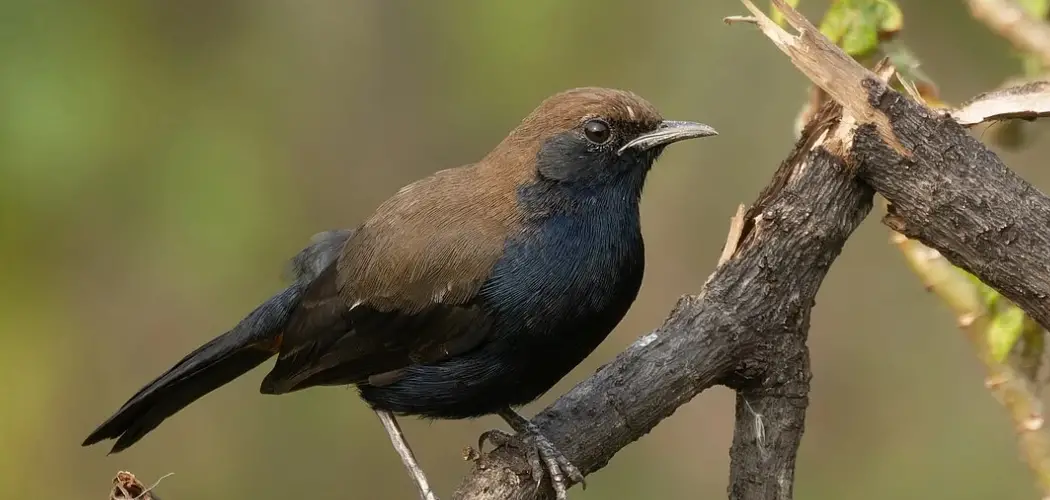 Indian Robin