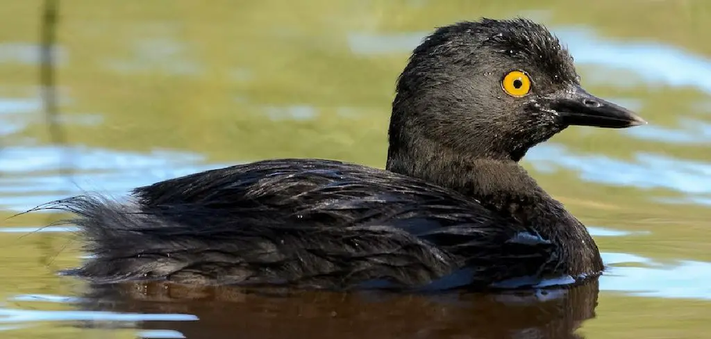 Least Grebe