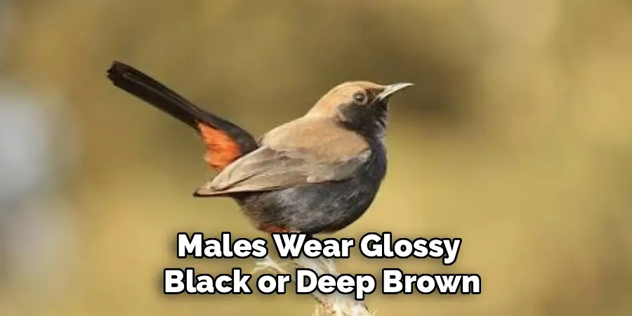 Males Wear Glossy Black or Deep Brown