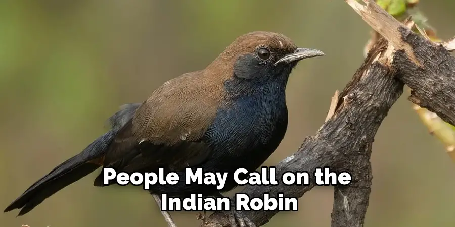 People may call on the Indian Robin