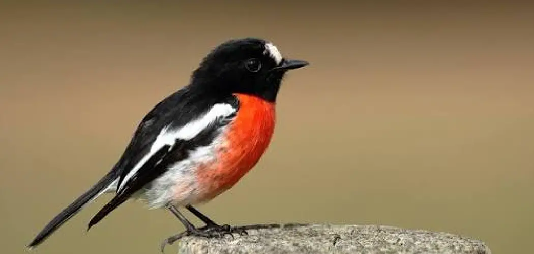 Scarlet Robin