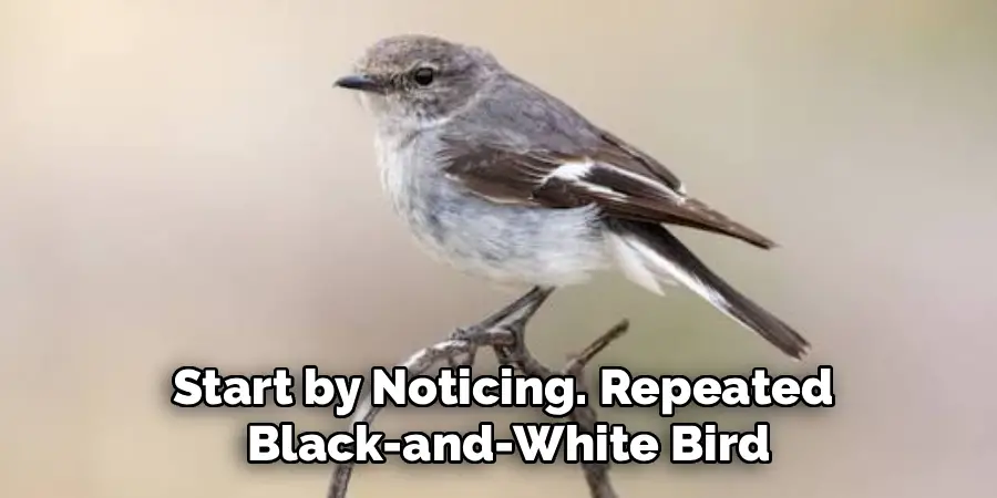 Start by noticing. Repeated black-and-white bird