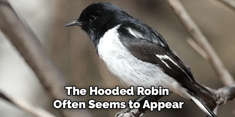 The Hooded Robin often seems to appear
