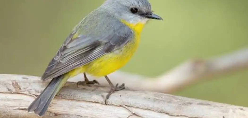 Yellow Robin