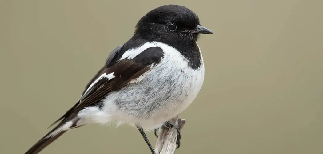 Hooded Robin Meaning